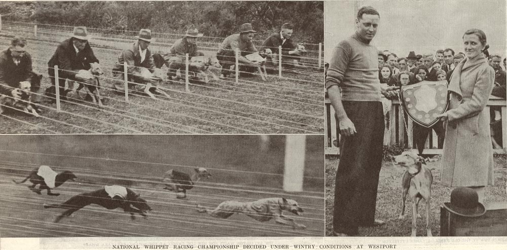 Whippet racing, Westport | West Coast New Zealand History