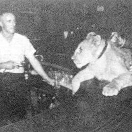 Lion in Commercial Hotel, Greymouth.