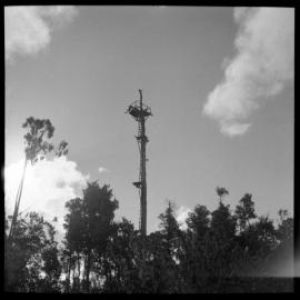 Firewatching platform at Mahinapua Forest