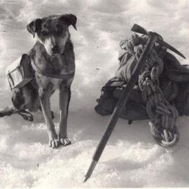 Blue, the alpine rescue dog of Fox Glacier. 