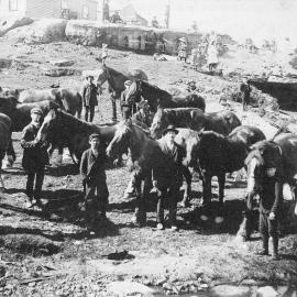 Millerton pit ponies.ca.1900s.