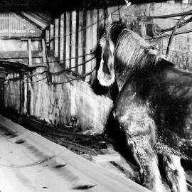 Nugget the Pit Pony,Whareatea Mine, Denniston.1956.