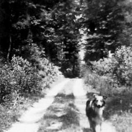 Major the dog, The Avenue, Maruia Springs Jan 1936.