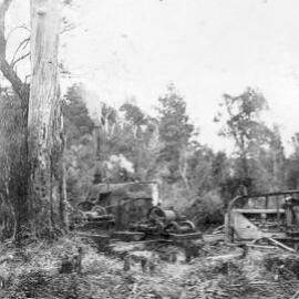 ALBUM - Bell Hill forestry