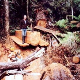 Peter Wright opening up a fallen Rimu, Hari Hari.  1980s.