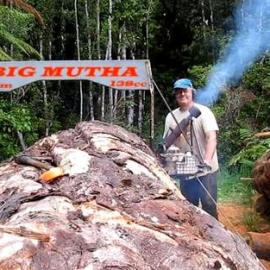 Andy Grigg - Stihl saw, bigger chainsaw mill attached .   -2 PHOTOS-