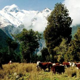 Hereford cattle - Mt Cook and Mt Tasman from Fox Glacier