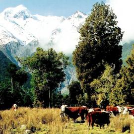 Cook Flat - West of Fox Glacier.