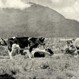 Cattle at Inchbonnie. 1938.