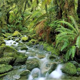 West Coast Rainforest.