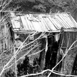 Piggery Charlie`s hut, Waiho Gorge. ca.1906.