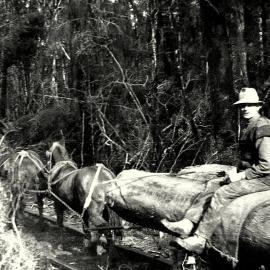 Fred Tuck and 'Nugget' at work - Hahn's tramway, Slatey creek 1935.