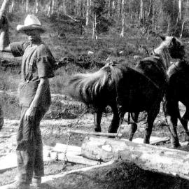 Supplying logs to the Hahn Bros Mill from the Kopara .ca.1935.