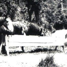 Fred Tuck at Waikita, Kopara, Westland .1935.