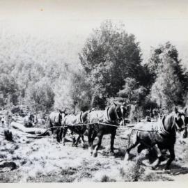 Fred Tuck logging Kahikatea for Willis' Mill - working 'Nugget' 'Scotty' 'Blossom' 'Maggie' 'Kate' 1933