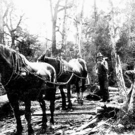'Bonnie' & 'Maggie' being worked by Fred Tuck near Big Bridge,  near the old Nelson Creek crossing - Drennans Road, or Gows Creek Road.1929.
