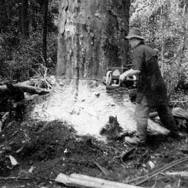 Ernie Tuck with a 'Titan' 7 ft power saw - Finean's Creek bush. 1950.