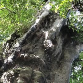 Spot the face on a 1000 year old Matai near Lake Kaniere.