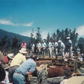 Inaugural Haast Cattle Sale 1989 *PHOTO ALBUM*