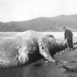 Whale stranded at the mouth of the Mokihinui River.