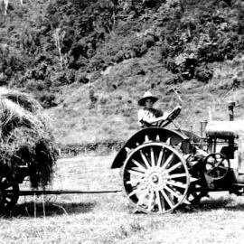 Haymaking on Langridge's farm at Canoe Creek Barrytown circa 1945