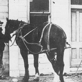 Boat horse, used in towing boats up the Buller River.ca.1865 - 77.