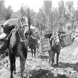 South Westland 1937 -  Packing Supplies Gillespies. 