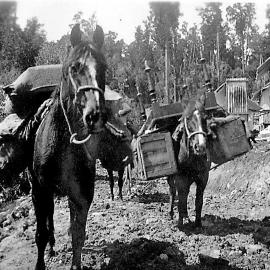 South Westland 1937. Packing Supplies Gillespies Beach.