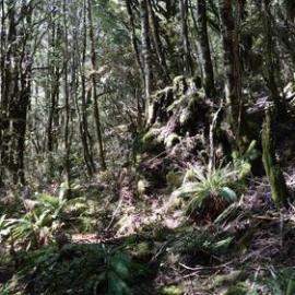 South Branch of the Mokihinui River near Lyell Saddle - old track *PHOTO ALBUM*