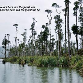 North end of Lake Wahapo.