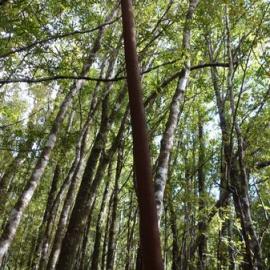 Lower Rewanui objects     - ALBUM - Sausage filling machine & early metal power pole minus cross arm.