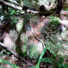 Top Brake -  Upper Rewanui.  - ALBUM -