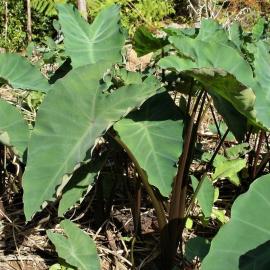 A HISTORY OF BLACKBALL, 13th to 18th century.