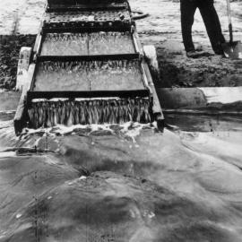 Black sand Goldminer, Nine Mile beach, Charleston.1900.