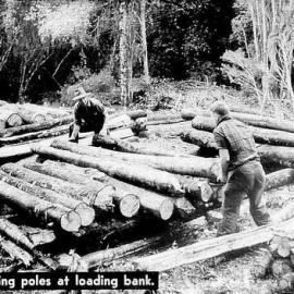 ALBUM - Logging in Granville Forest .