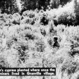 Granville Forest logging *PHOTO ALBUM 3* including Rewanui and Blackball mine props