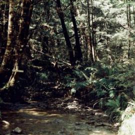 A trip into Boatmans water powered sawmill, Reefton Goldfield - 1991