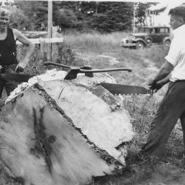 J P Curtain and J J Curtain cutting a matai for firewood, Whataroa