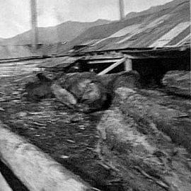Logs at Kaiata Mill - just north of Hokitika,.