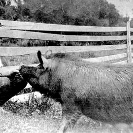 George Shannon and Mrs Grundy the pig