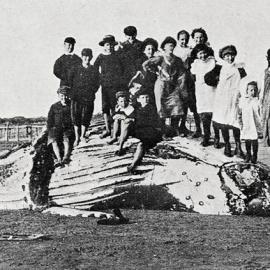 A whale washed ashore at Charleston. 23rd Nov,1905.