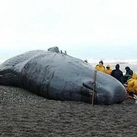 ALBUM - Whale washed up just out of Greymouth.ca.2012.      