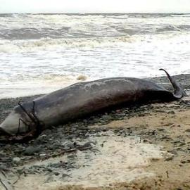 A small rare beaked deep diving whale washed up on Cobden Beach.  