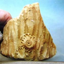 Greymouth Pipe and Pottery Works Karoro, pottery