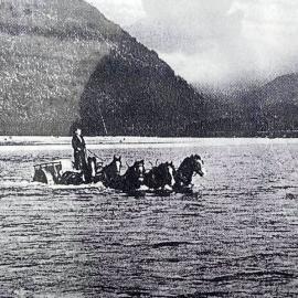 Kevin Nolan delivering 95 Kerosene tins of Whitebait  to the Nolan Whitebait Cannery in Okuru.1940.