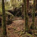 Jacksons battery road, to Taipo quartz mine
