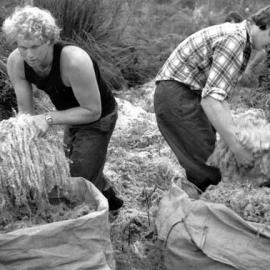 Harvesting sphagnum moss .ca.1980`s.
