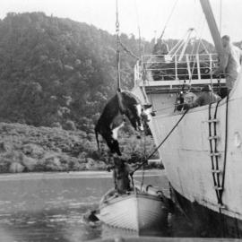 Unloading bulls at Jackson Bay 1933 *PHOTO ALBUM*