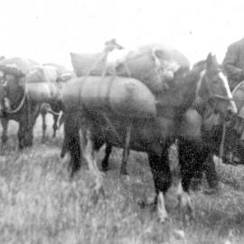 Packing Wool from Cascade to Jackson Bay