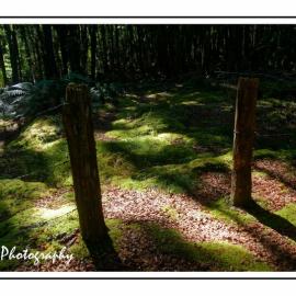 All that remains of the Napoleon Hill cemetery.